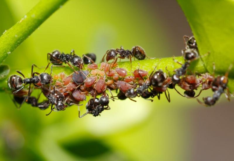 Mravi - Borite se s invazijom mrava u kući? Riješite ih se!