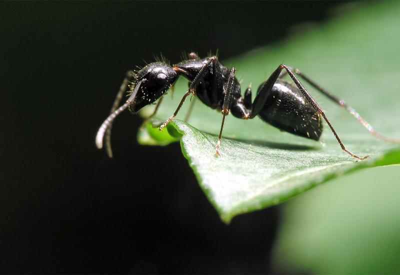 Mravi - Mravi
