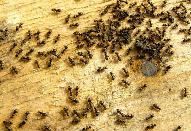 Trik uz koji ćete se riješiti dosadnih mrava 