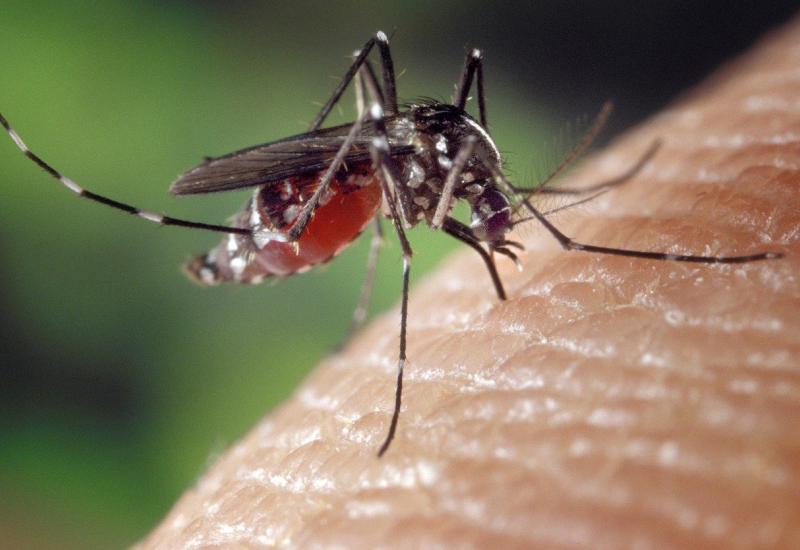 Biljke koje će prirodno otjerati komarce i insekte
