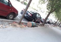 Kako da naraste drvo u Mostaru?