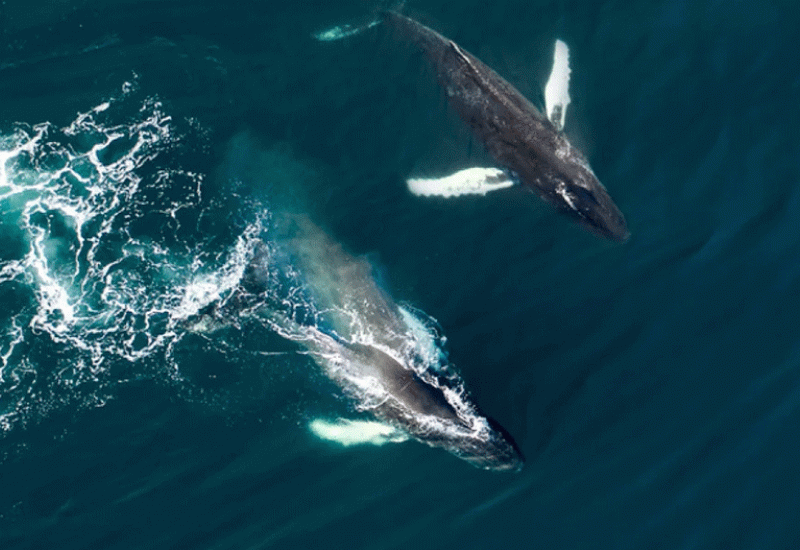 Budućnost turizma na Islandu: Supertihi brodovi koji ne ometaju kitove