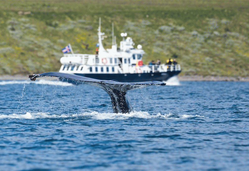 Supertihi brodovi koji ne ometaju kitove - Budućnost turizma na Islandu: Supertihi brodovi koji ne ometaju kitove