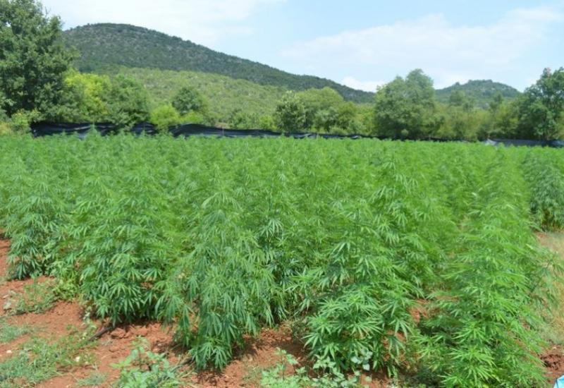 U dvorištu obiteljske kuće pronađeno 3.700 stabljika marihuane  - U dvorištu obiteljske kuće pronađeno 3.700 stabljika marihuane 