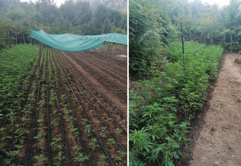Moderno uređena plantaža marihuane - Uhićene četiri osobe - izgradili kamp za uzgoj marihuane