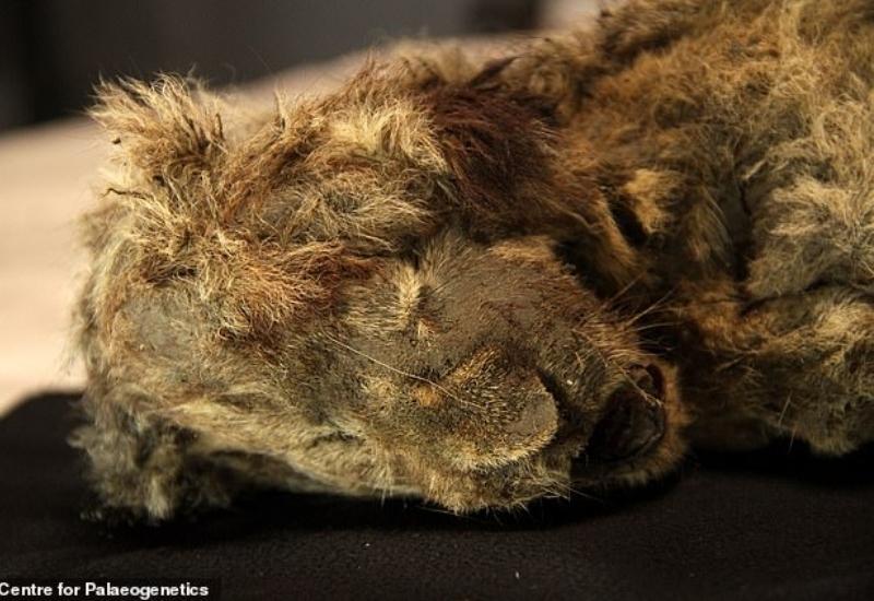 Pronađeno mladunče lava staro 28.000 godina