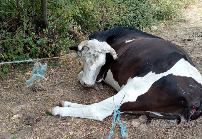 Inspektor navodi kako je riječ o zanemarenim životinjama... - Slučaj iz Mostara: Jedna uginula krava i mnogo drugih priča