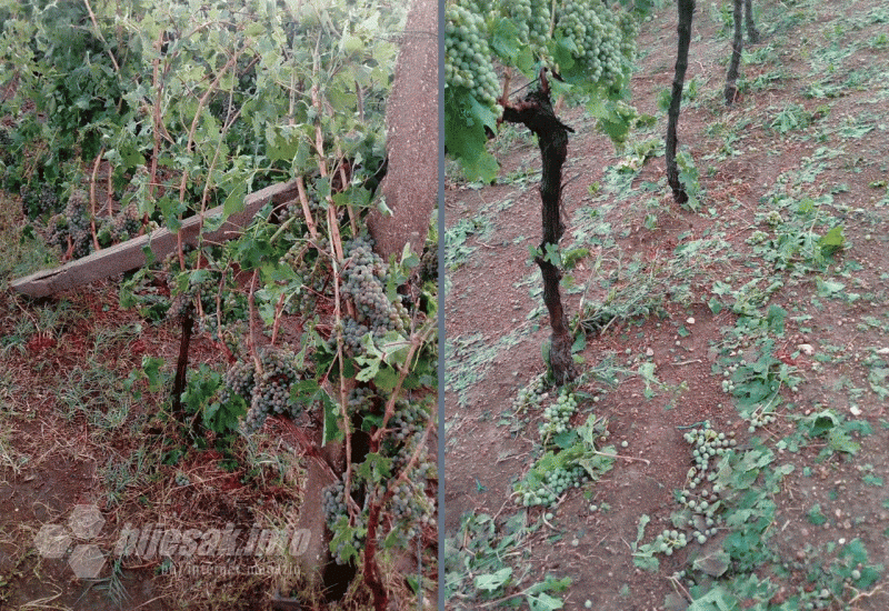 Grad pričinio značajnu štetu vinogradarima u Čulama - Grad pričinio značajnu štetu vinogradarima u Čulama