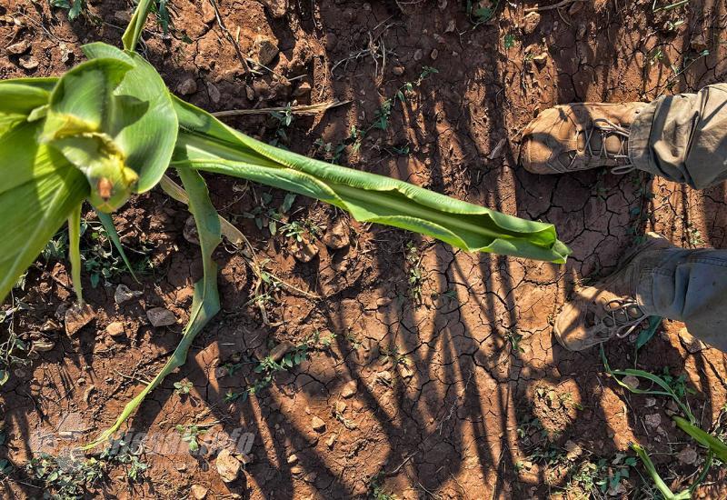 Mnoge farme pred gašenjem: Najveća suša u posljednjih 50 godina
