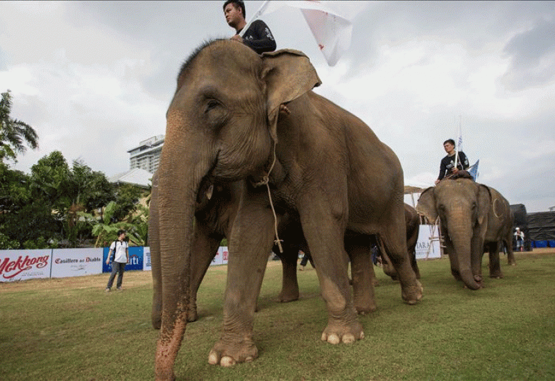 Šri Lanka zabranjuje "jahanje slonova u pijanom stanju"