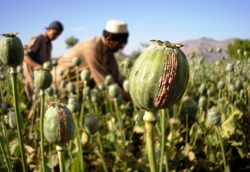 Talibani, opijum i zarada