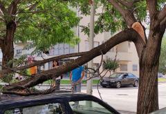 Čapljina: Stablo palo na parkirane automobile 