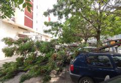 Čapljina: Stablo palo na parkirane automobile 