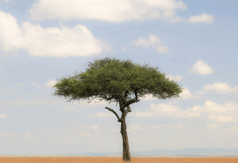 Afrička savana  - Tužna priča najusamljenijeg drveta na svijetu