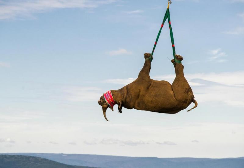 Leteći nosorozi dobitnici "smiješnog" Nobela