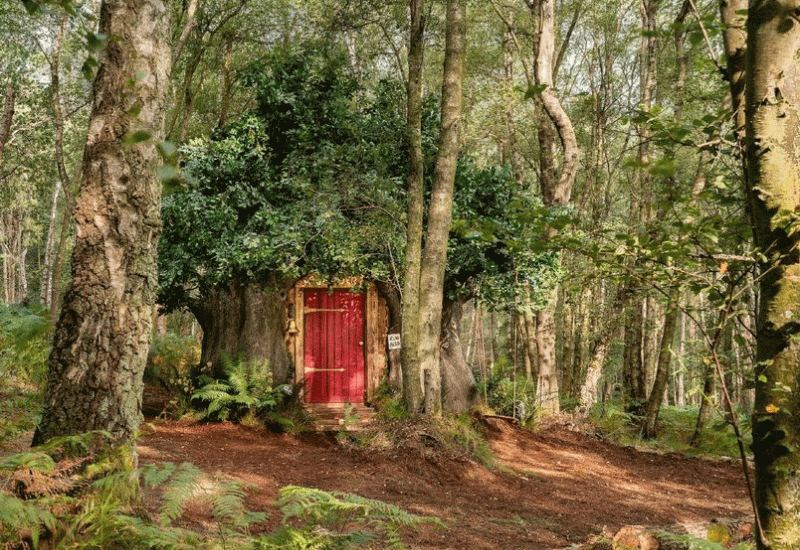 Stojutarska šuma u kojoj živi popularni crtani lik zapravo je šuma Ashdown - (Ne)stvarno mjesto za nezaboravan odmor kao iz bajki