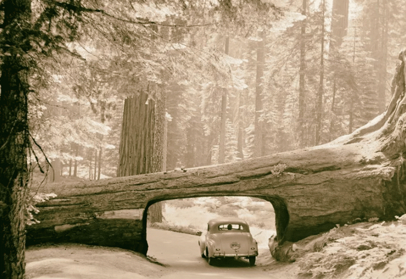golemi mamutovac pao je na cestu Crescent Meadow još u prosincu 1937. godine - Tunel kroz gigantsko stablo: U trenutku padanja bilo je staro otprilike 2000 godina