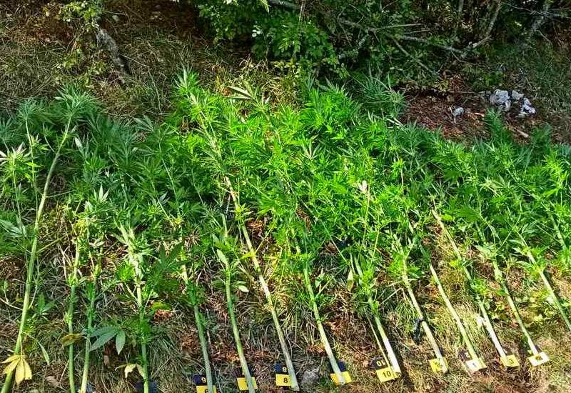 Mostar: U policijskoj akciji otkrivena plantaža marihuane