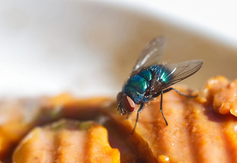 Je li sigurno jesti hranu na koju je sletjela muha?