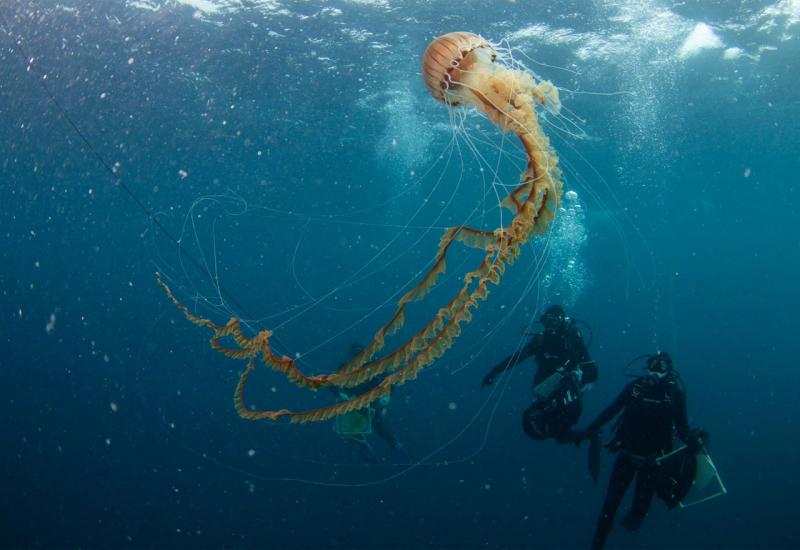 U Jadranu pronađena  meduza dosad neviđenih razmjera