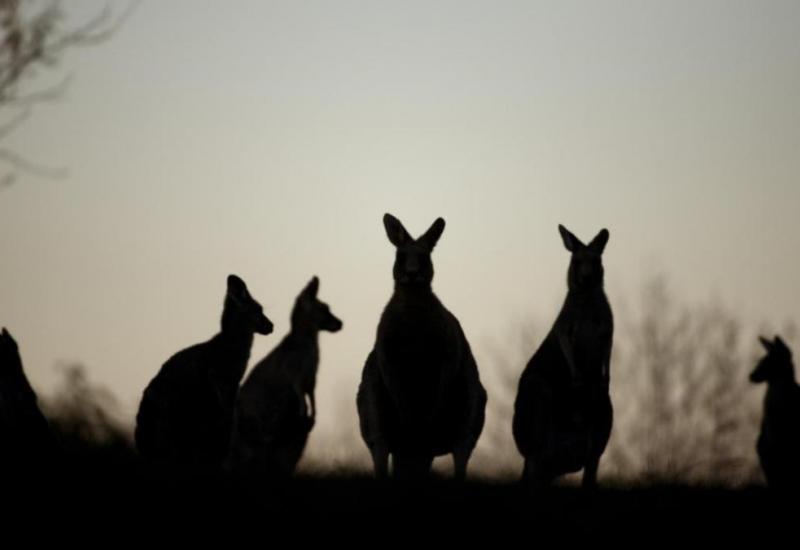 Tinejdžeri optuženi za ubojstvo 14 kengura