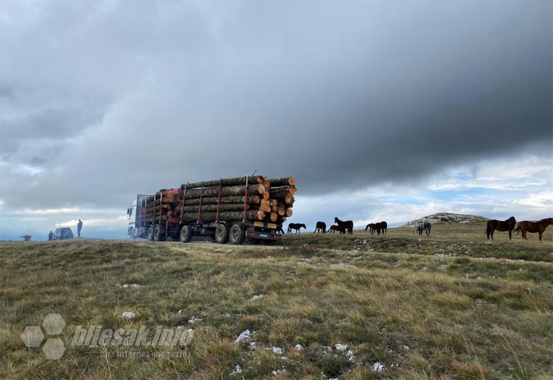 Kamion za prijevoz drvenih trupaca prolazi pored konja - Livno kruzi turizam foto safari divlji konji cincar Continental Adventure ViaDinarica