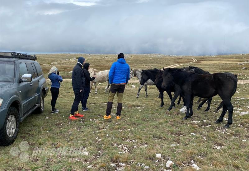 Prvo zaustavljanje i druženje sa krdom konja - Livno kruzi turizam foto safari divlji konji cincar Continental Adventure ViaDinarica