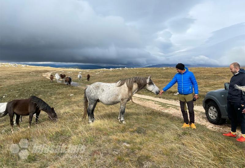 Drugo zaustavljanje i druženje sa krdom konja - Livno kruzi turizam foto safari divlji konji cincar Continental Adventure ViaDinarica