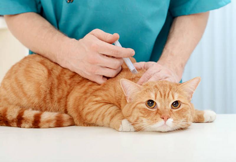 Mačke dobile cjepivo protiv koronavirusa - Mačke dobile cjepivo protiv koronavirusa