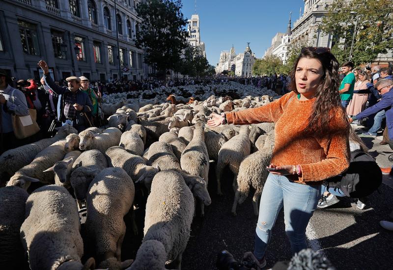 Ovce i koze na ulicama Madrida - Automobile na madridskim ulicama zamijenila stada ovaca