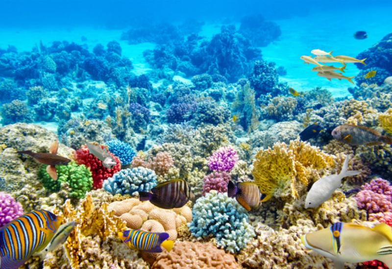 Čak 98 posto Velikog koraljnog grebena zahvaćeno je izbjeljivanjem