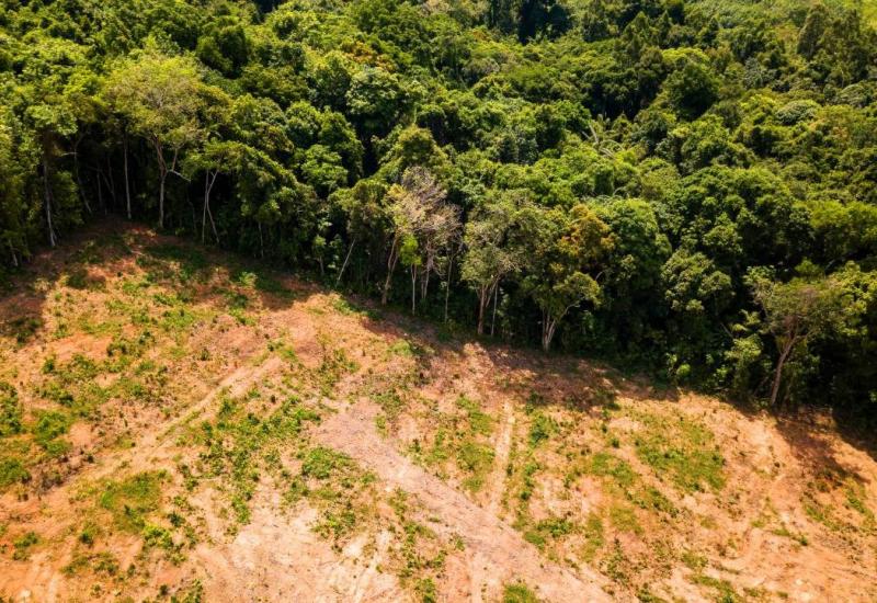  Krčenje amazonske prašume na najvišoj razini u posljednjih 15 godina - Od skakavaca do rekorda: Ekologija u 2021.