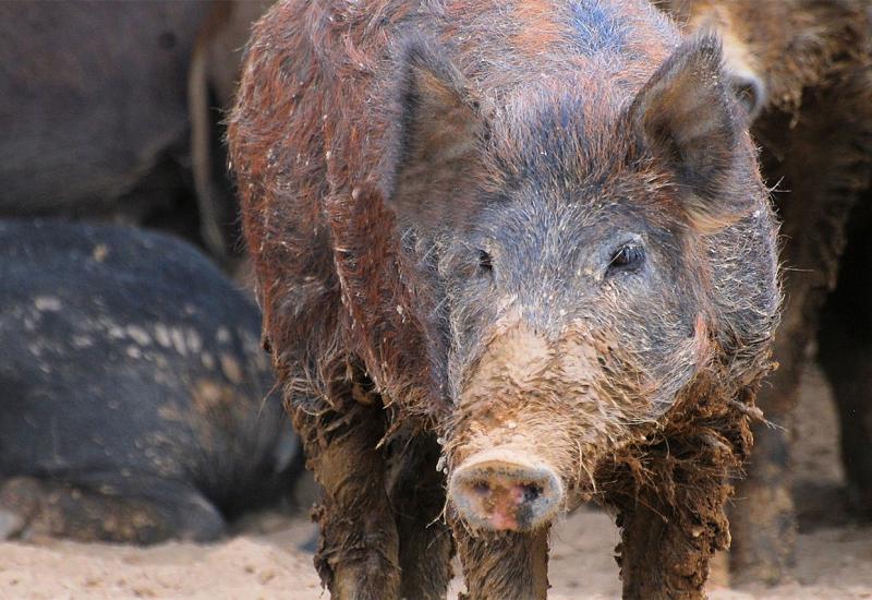 Krdo divljih svinja 'zalutalo' na autocestu