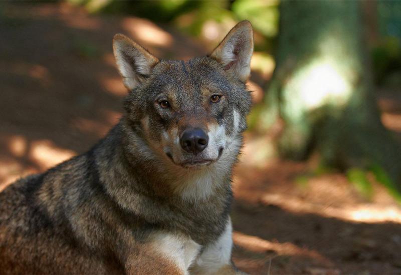 Ovo je vuk - Mještani tražili vlasnika zalutalog psa, pa saznali da je to vuk