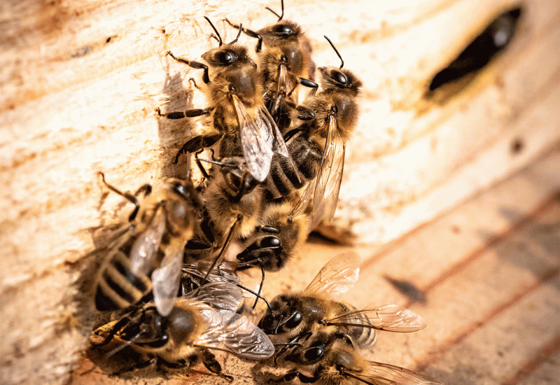 U Hrvatskoj zabilježen masovni pomor pčela