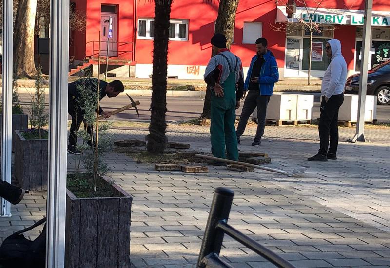 Mostar: Pokušao prodati gradsku palmu