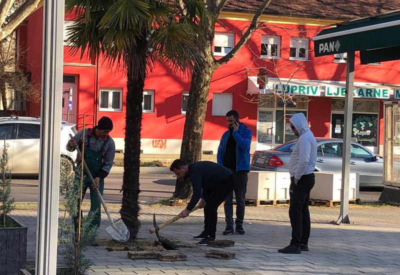 Mostar: Pokušao prodati gradsku palmu