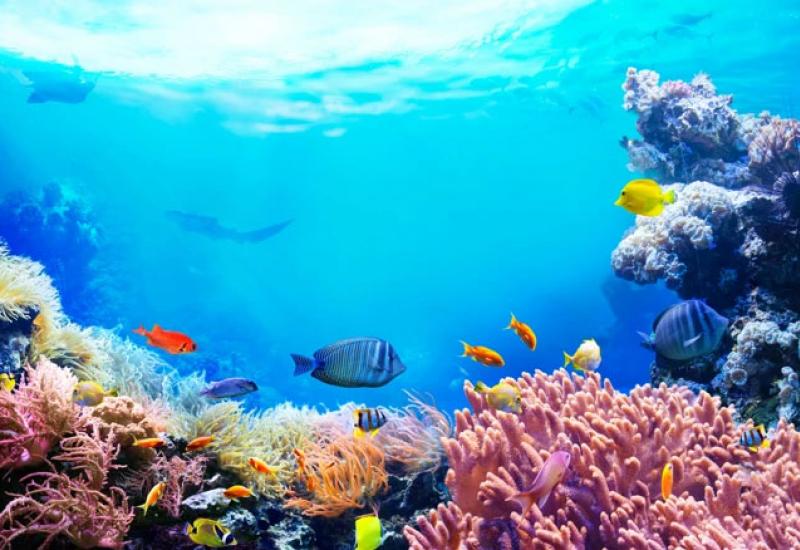 lustracija - Otkriven divovski koraljni greben na Tahitiju
