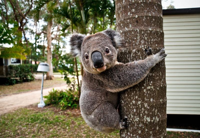 Australija: 35 milijuna dolara za zaštitu koala