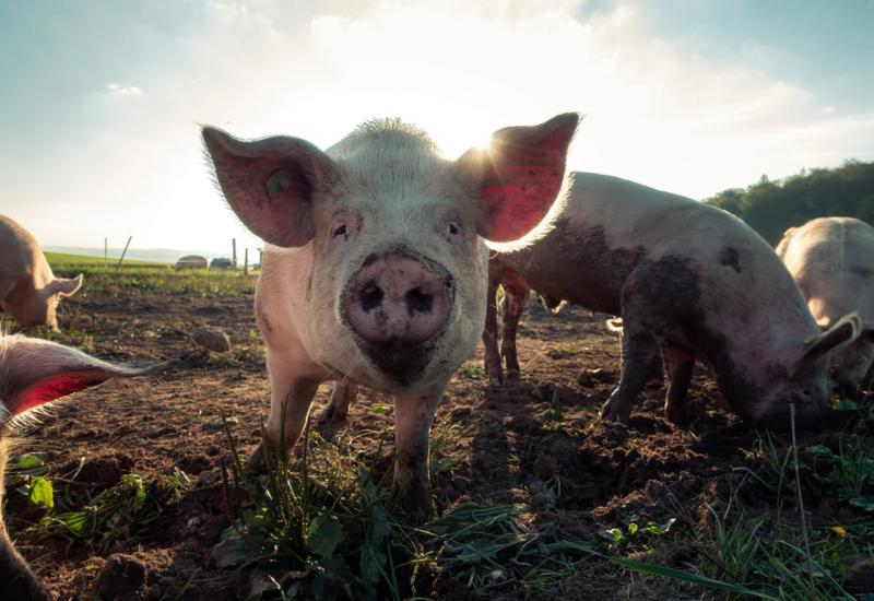 Nijemci će uzgajati svinje za transplantacije srca 