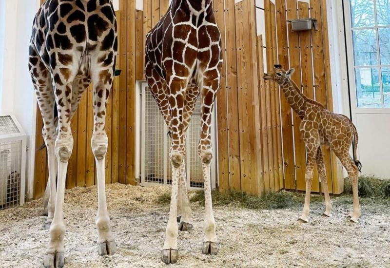 Kravlje mlijeko za malu žirafu u bečkom zoološkom vrtu