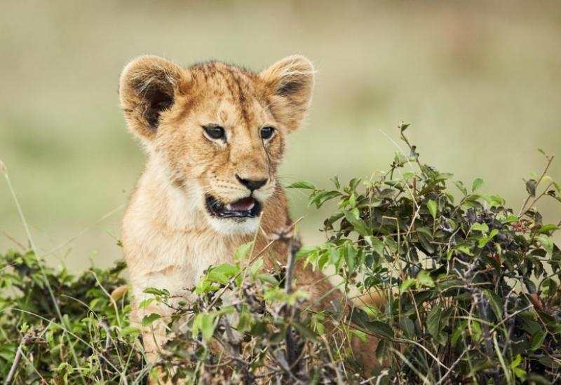 Odbjegli lav u Budvi ukazuje na problem krijumčarenja životinja
