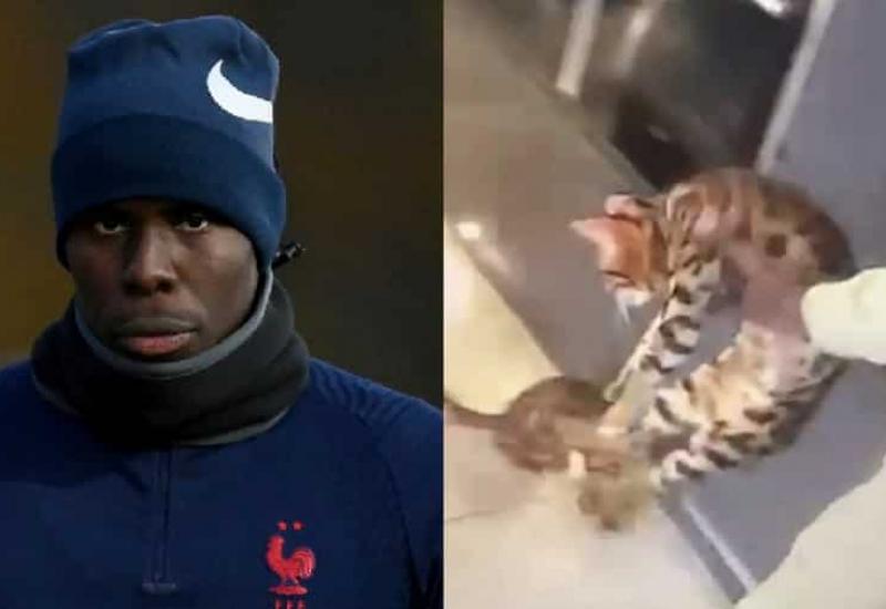 Kurt Zouma kažnjen je zbog okrutnosti prema mačkama - West Ham novčano kaznio Zoumu zbog nasilja nad životinjama
