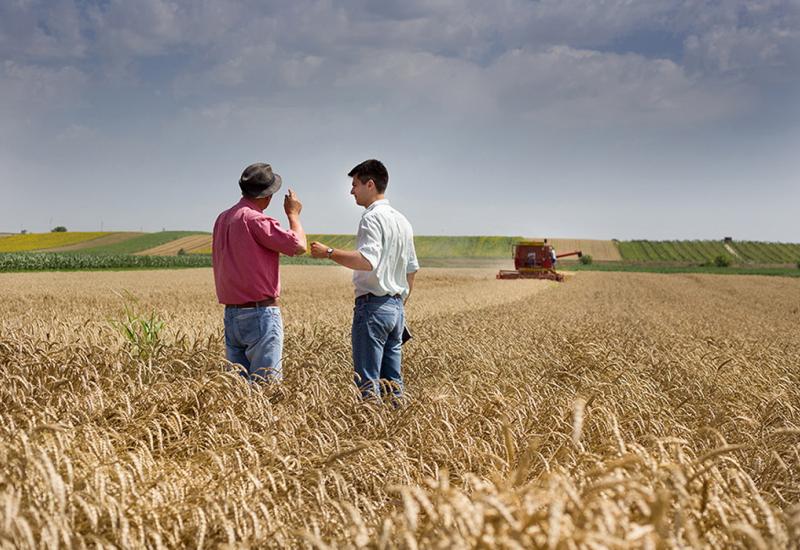 Klimatske promjene smanjit će urod pšenice