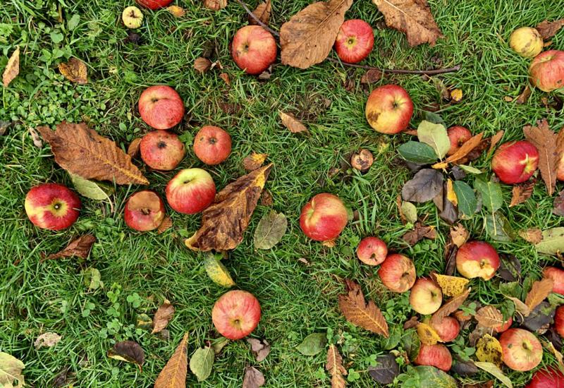 Jabuke  - Dan kraljice voća: 20 zanimljivosti koje niste znali o jabukama 