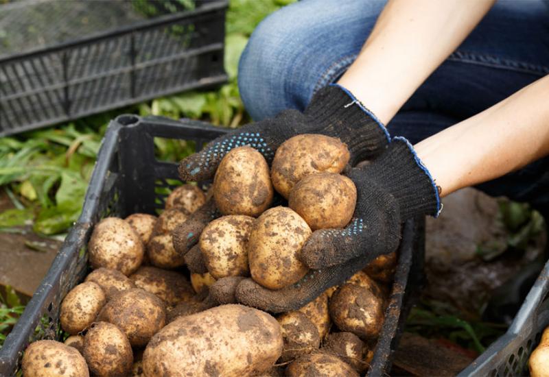 Kako spriječiti klijanje krumpira?