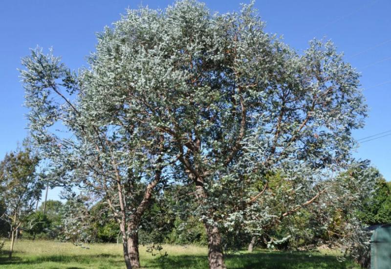 Eucalyptus gunnii godišnje naraste 90 do 150 cm. - 5 prekrasnih vrsta drveća koje najbrže rastu