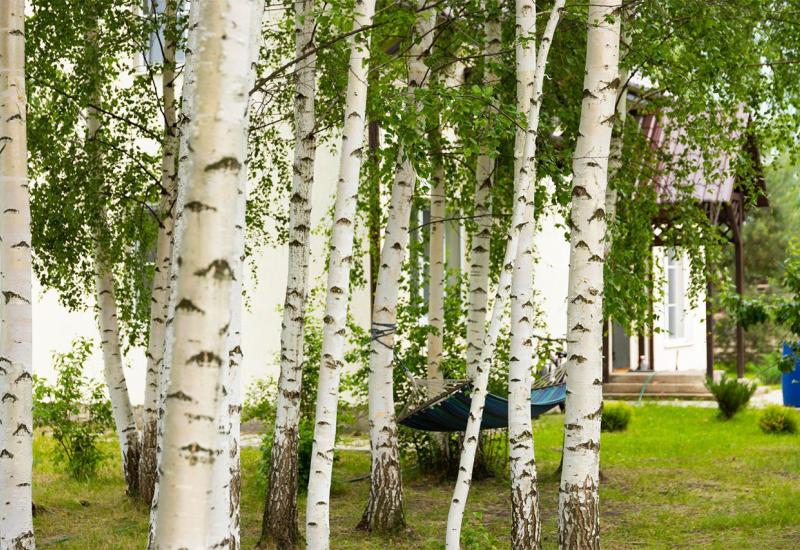 Drveće uljepšava životni prostor pa ako imate povoljne uvjete - 5 prekrasnih vrsta drveća koje najbrže rastu