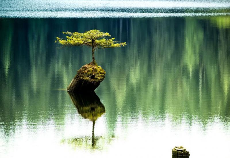 Čudo prirode: Drvo koje je preživjelo unatoč svemu