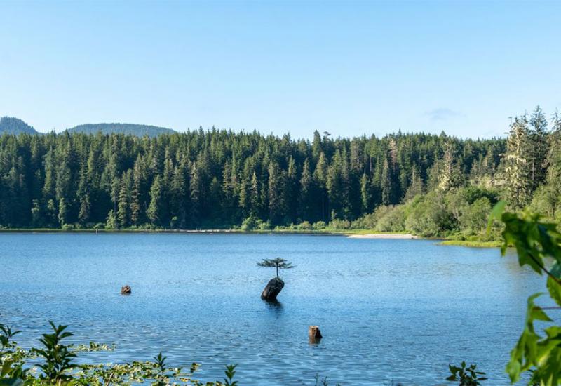 U mirnim vodama Fairy Lakea nalazi se vjerojatno najpoznatije stablo u zemlji - Čudo prirode: Drvo koje je preživjelo unatoč svemu